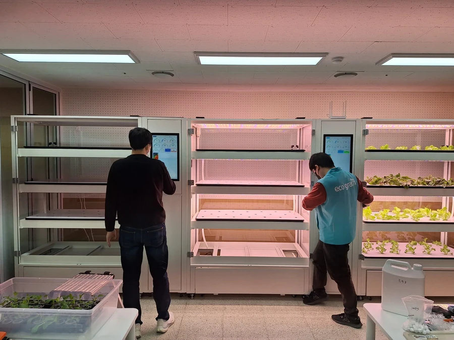 나래학교 스마트팜 재배 랙에서 자라는 상추와 설치 작업 모습